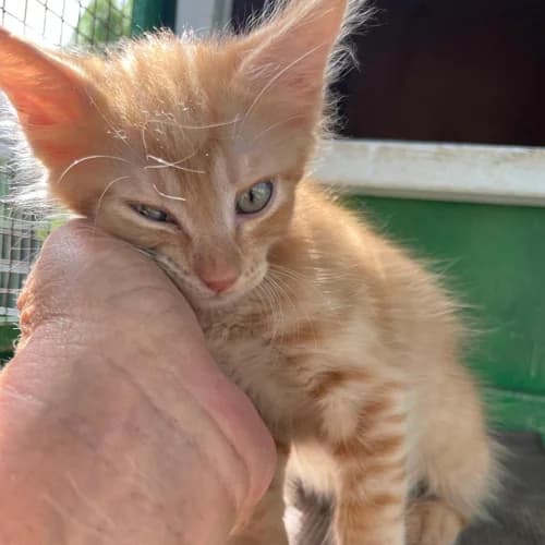 E-Kitten, Mixed Breed for adoption at respekTiere e.V.