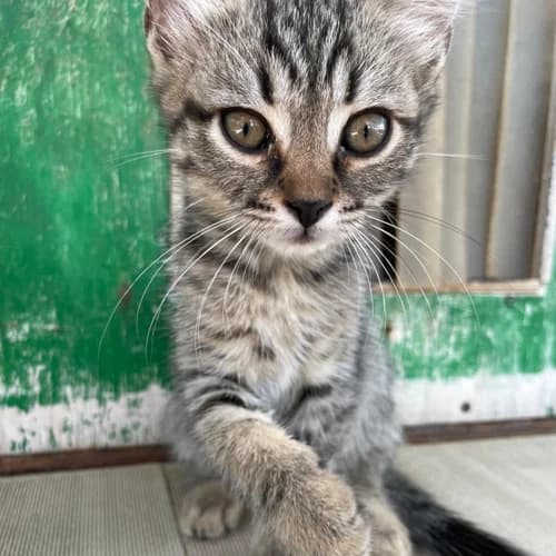 Frieda, female Mixed Breed for adoption at respekTiere e.V.