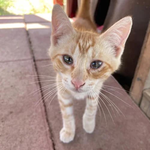 Lemon, male puppy Mixed Breed for adoption at respekTiere e.V.
