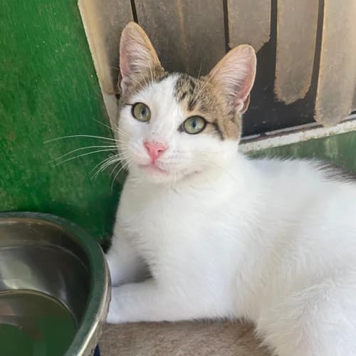 N-Kitten, female puppy Mixed Breed for adoption at respekTiere e.V.