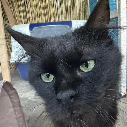 Pumi, female Mixed Breed for adoption at respekTiere e.V.