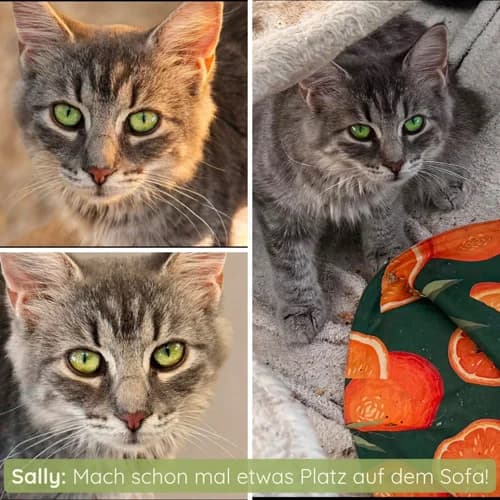 Sally Sambuco, female Mixed Breed for adoption at respekTiere e.V.