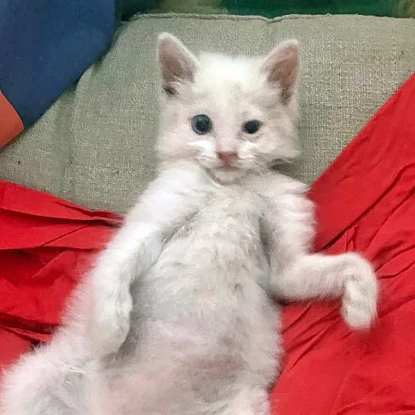 Teddy, female Mixed Breed for adoption at respekTiere e.V.
