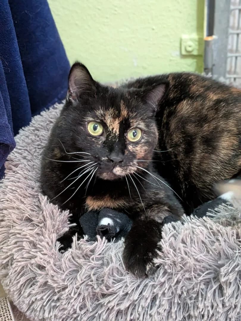 Sunny, female 4yo European Shorthair for adoption at Ria-Nickel-Tierheim Homburg