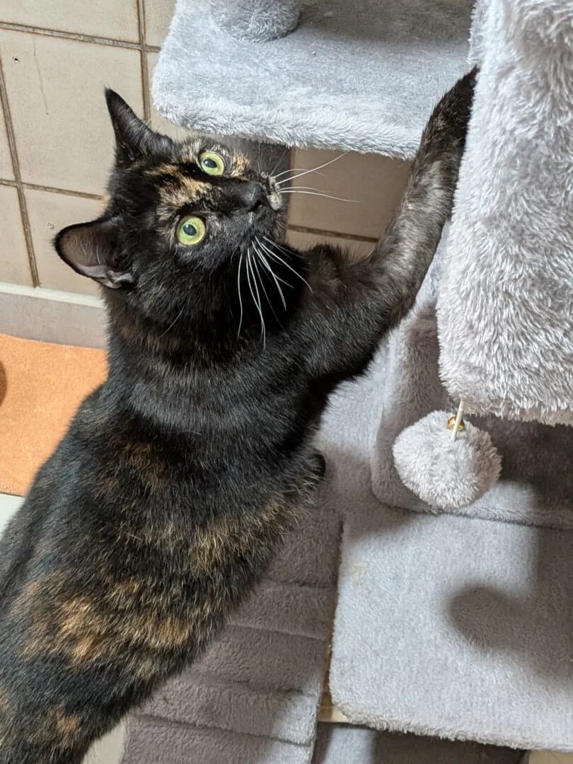 Notfall Sunny, female 4yo European Shorthair for adoption at Ria-Nickel-Tierheim Homburg