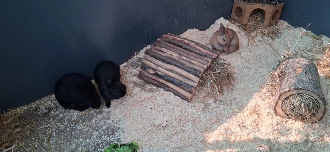 Tabea + Thalia, female puppy mixed breed for adoption at Ria-Nickel-Tierheim Homburg