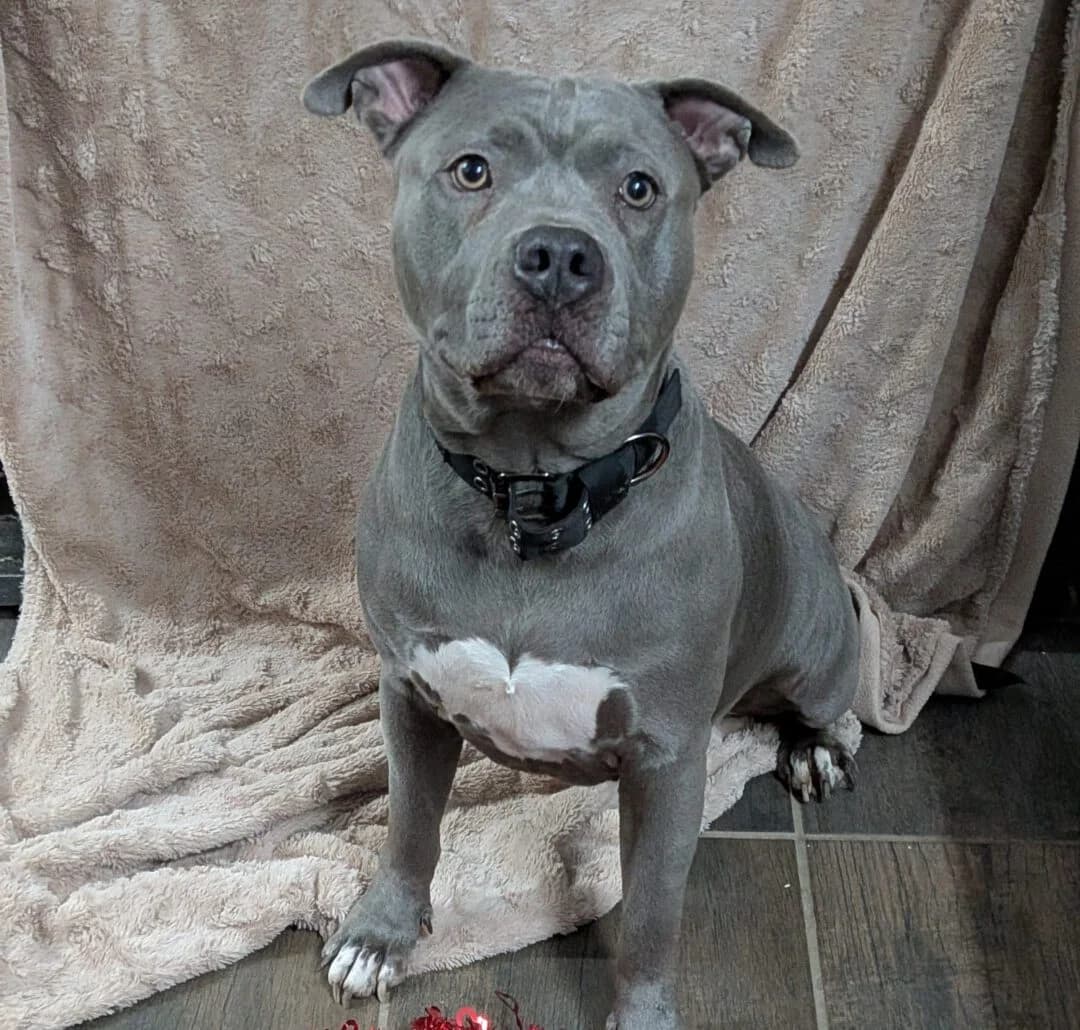 Nala, female Staffordshire Bull Terrier for adoption at Ria-Nickel-Tierheim Homburg