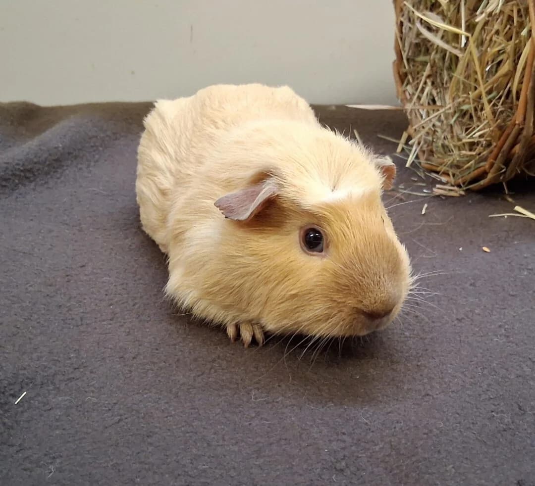 Meerschweinchen, male puppy mixed breed for adoption at Ria-Nickel-Tierheim Homburg, Homburg/Saar