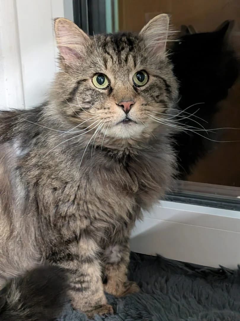 Casimir, male puppy Norwegian Forest Cat for adoption at Ria-Nickel-Tierheim Homburg, Homburg/Saar