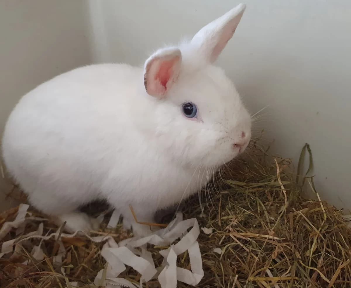 Eduard, male mixed breed for adoption at Ria-Nickel-Tierheim Homburg