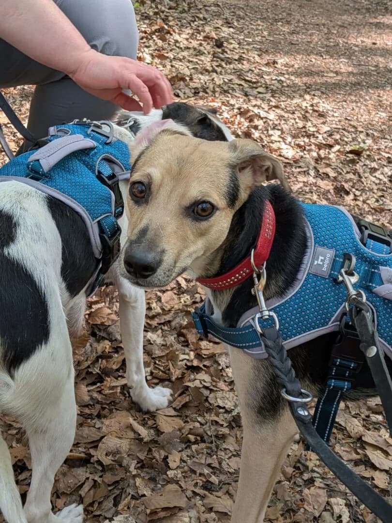 Laika, female 3yo Podenco for adoption at Ria-Nickel-Tierheim Homburg