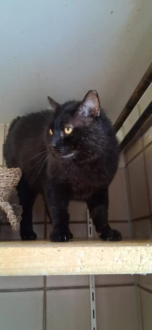 Mucky (feste Interessenten), male 6yo mixed breed for adoption at Ria-Nickel-Tierheim Homburg