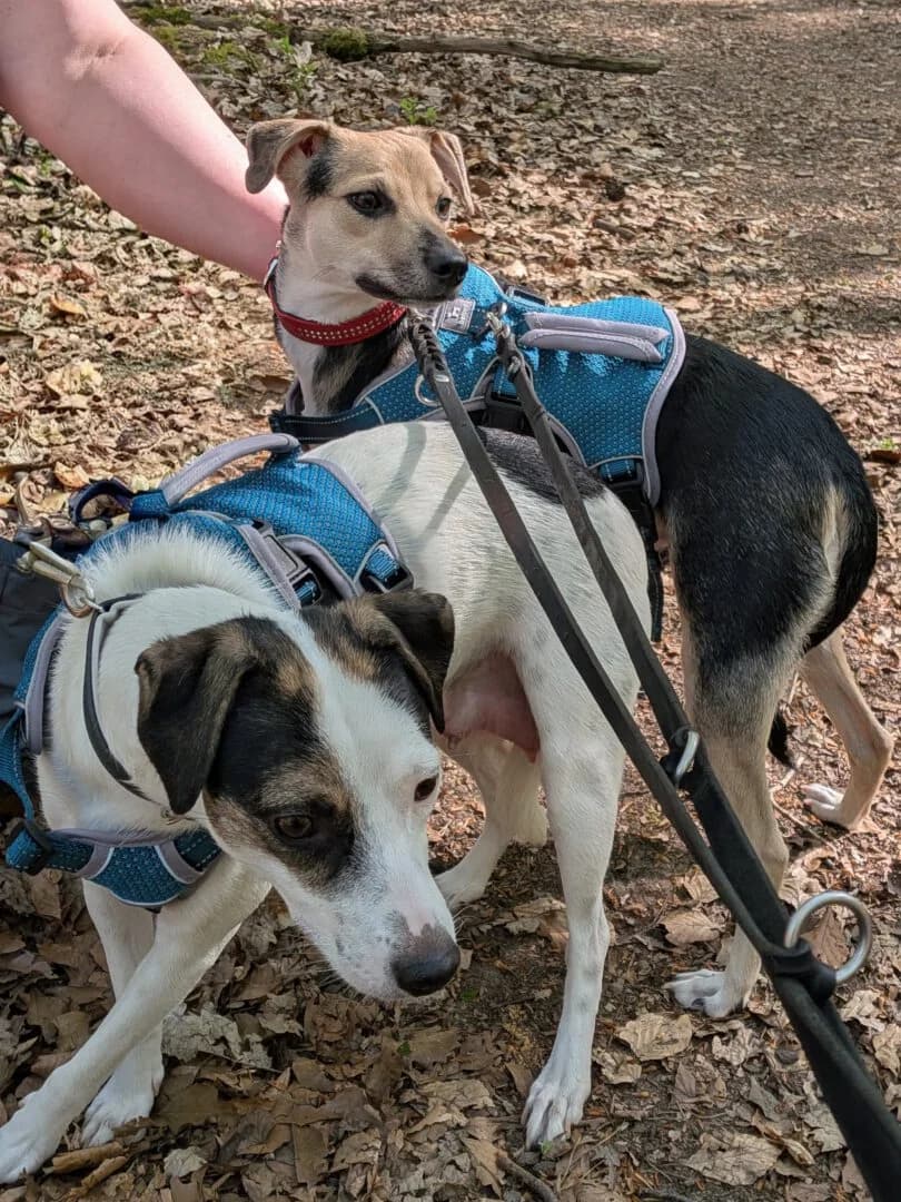 Lola, female 3yo Podenco for adoption at Ria-Nickel-Tierheim Homburg
