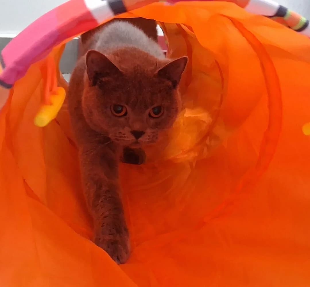 (Vermittlung in Kürze) Arlene + Charlotte, female young British Shorthair for adoption at Ria-Nickel-Tierheim Homburg