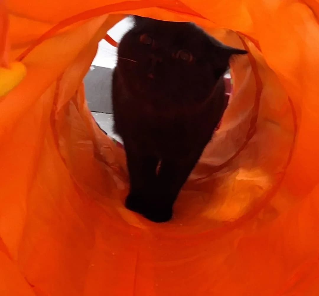 Charlotte (feste Interessenten), female puppy British Shorthair for adoption at Ria-Nickel-Tierheim Homburg