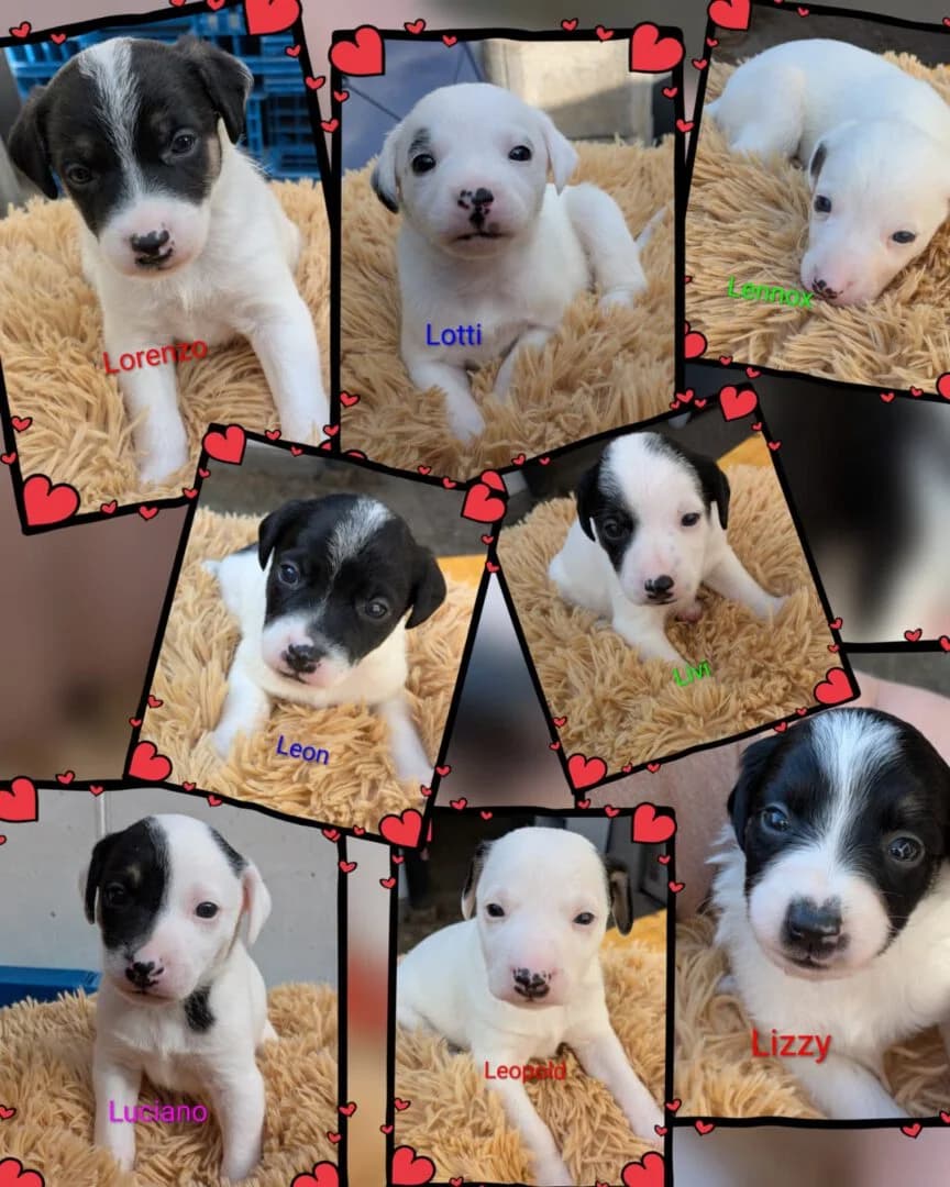 Welpen, female puppy mixed breed for adoption at Ria-Nickel-Tierheim Homburg