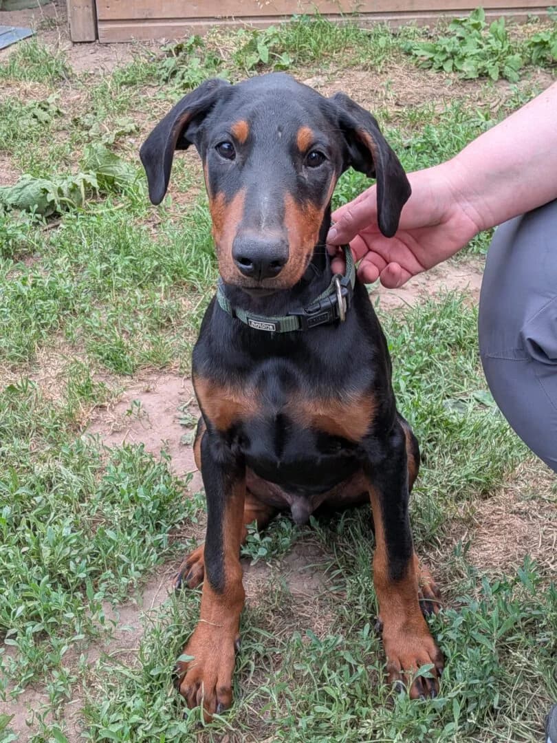 Dobermann Welpen, female puppy Doberman for adoption at Ria-Nickel-Tierheim Homburg