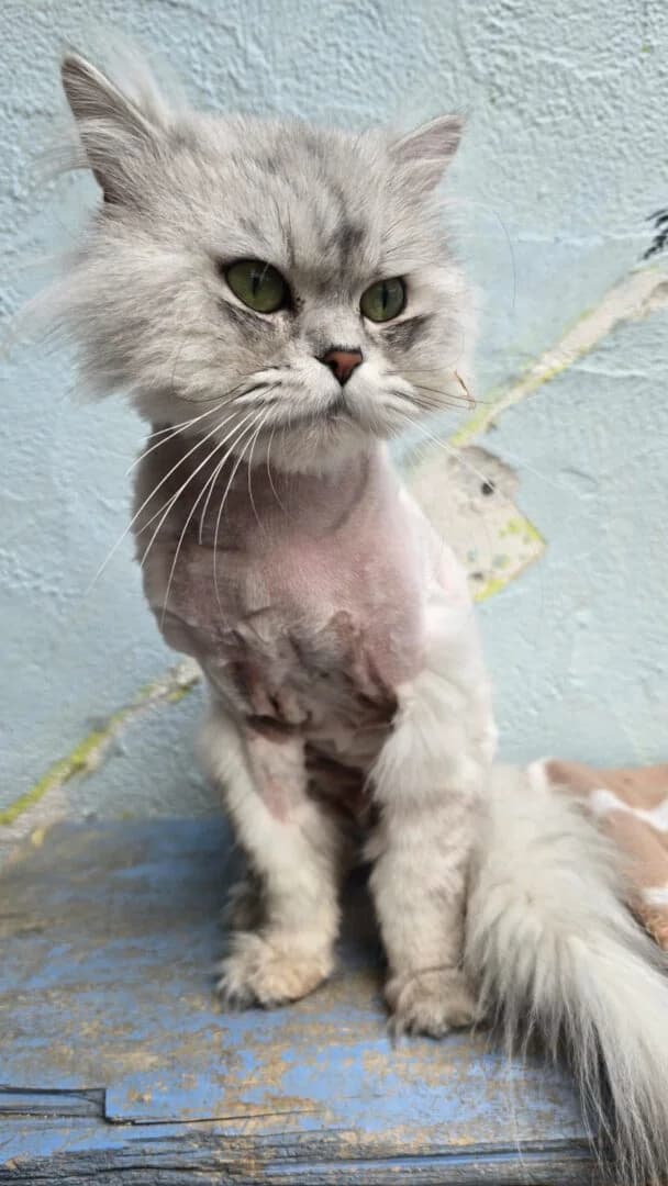 Leonardo, male young Persian for adoption at Ria-Nickel-Tierheim Homburg
