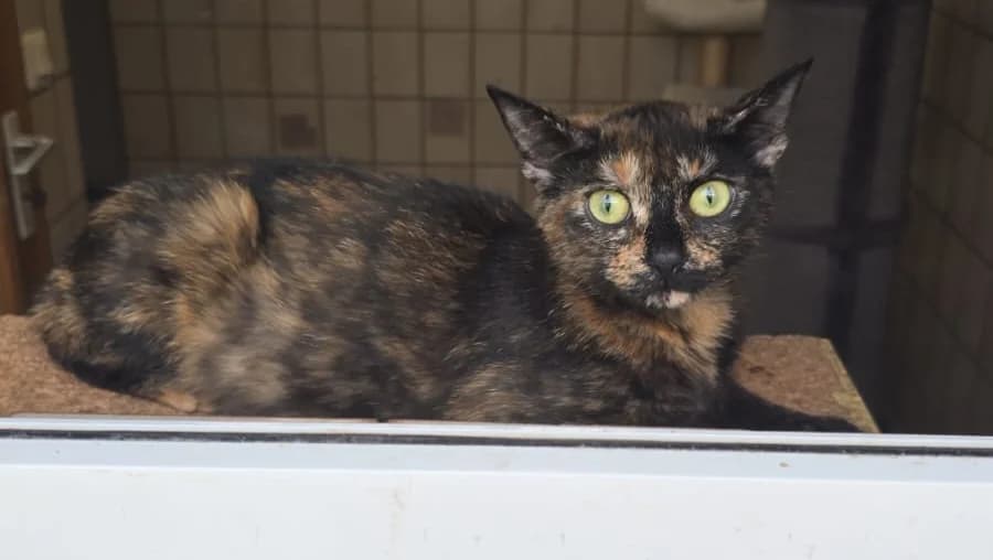 Maya, female young mixed breed for adoption at Ria-Nickel-Tierheim Homburg