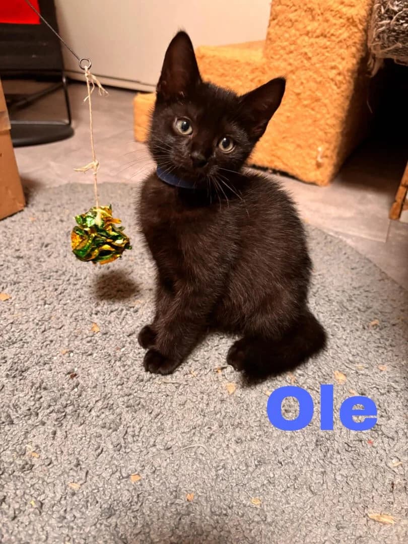 Blossom, Fleur, Ole, Kalle (auf Pflegestelle), female puppy mixed breed for adoption at Ria-Nickel-Tierheim Homburg