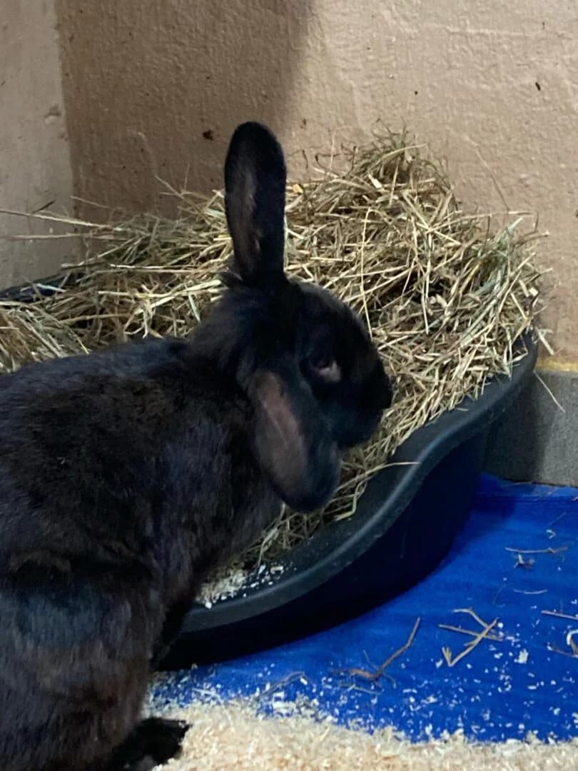 Paola, female mixed breed for adoption at Ria-Nickel-Tierheim Homburg