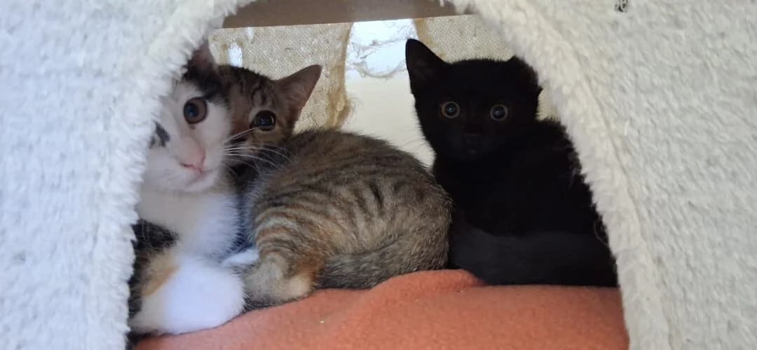 Mimi, Mara, Mizie, Mausi, female puppy mixed breed for adoption at Ria-Nickel-Tierheim Homburg