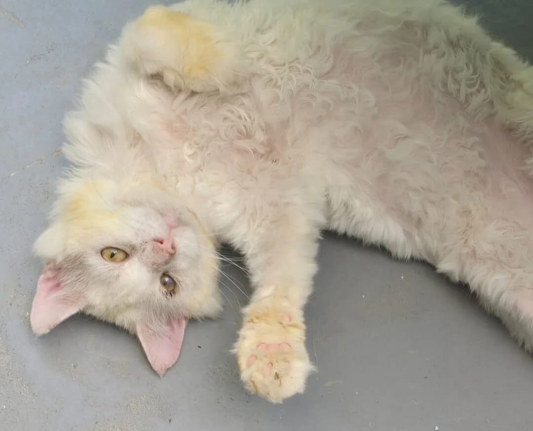Flocke (ab 25.06.), male 7yo Maine Coon for adoption at Ria-Nickel-Tierheim Homburg
