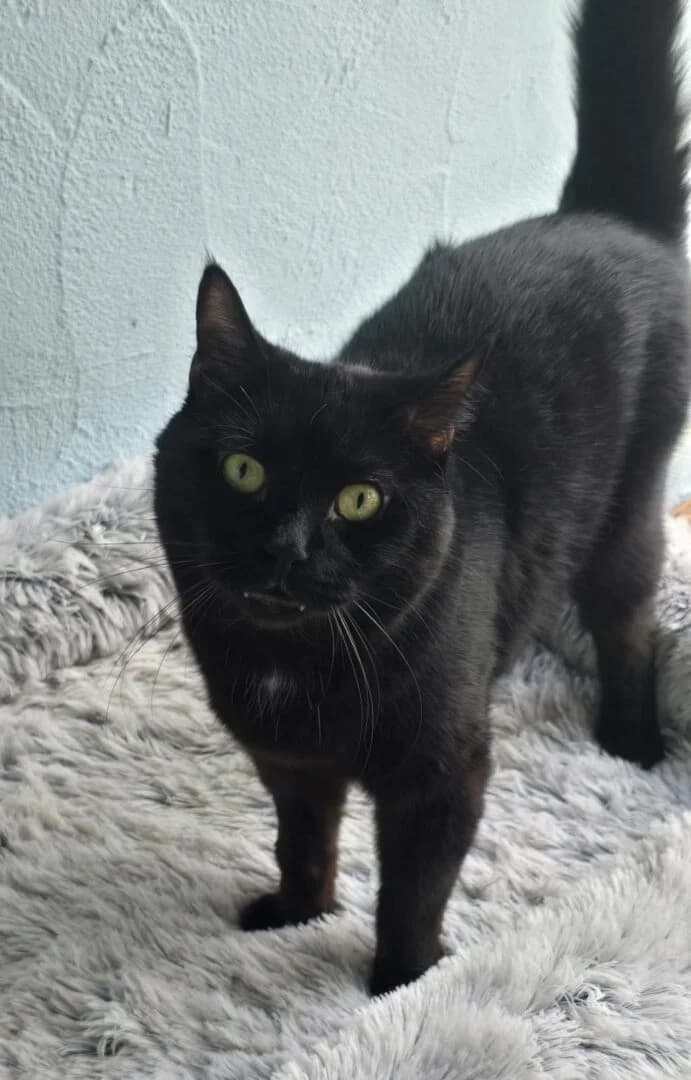 Chrissy (ab 25.06.), male mixed breed for adoption at Ria-Nickel-Tierheim Homburg