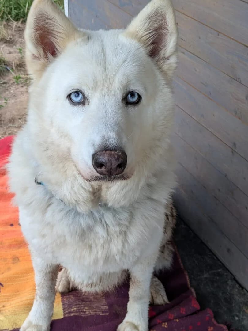 Jato, male 5yo Husky for adoption at Ria-Nickel-Tierheim Homburg