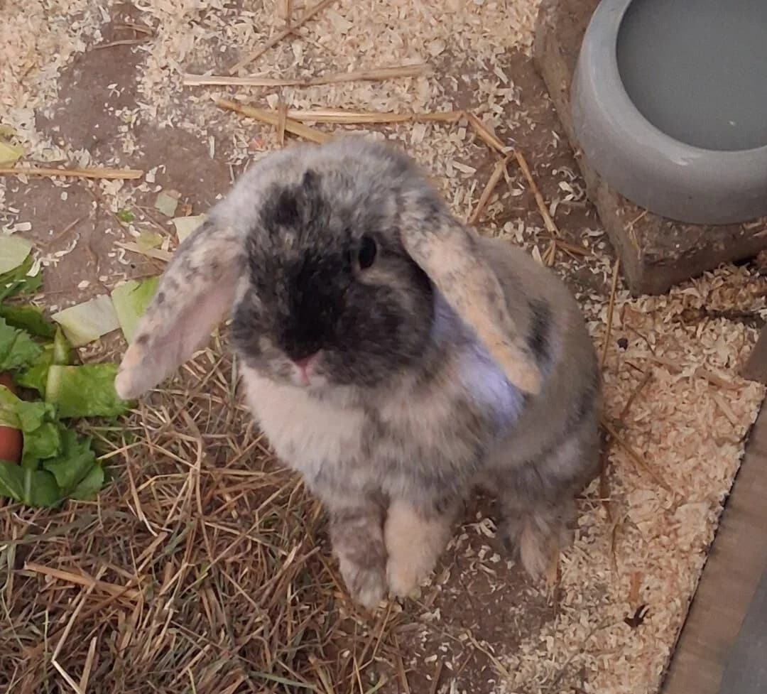 Happy + Slawo, female mixed breed for adoption at Ria-Nickel-Tierheim Homburg