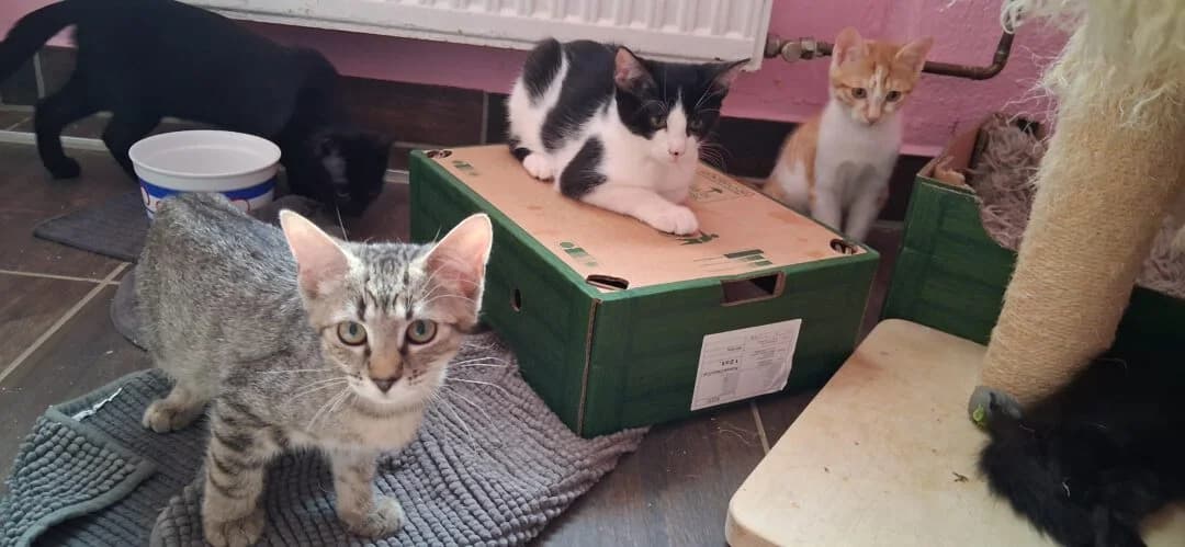 (momentan keine Vermittlung) „Die Erbacher“ – Kitten, female puppy mixed breed for adoption at Ria-Nickel-Tierheim Homburg