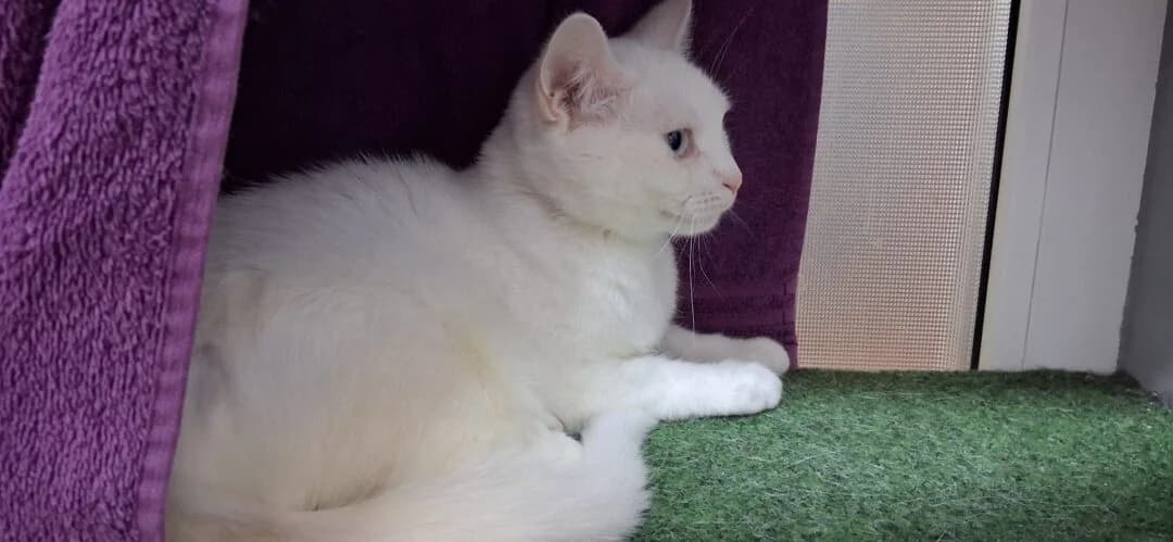 Alice, female young mixed breed for adoption at Ria-Nickel-Tierheim Homburg