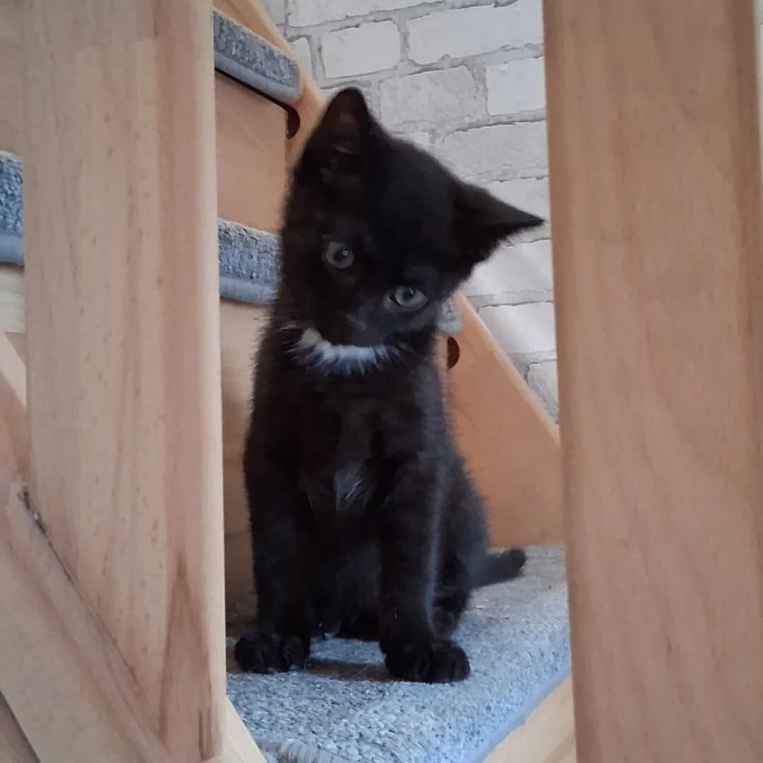 „The Big Bang Theory“ – Kitten, male puppy mixed breed for adoption at Ria-Nickel-Tierheim Homburg