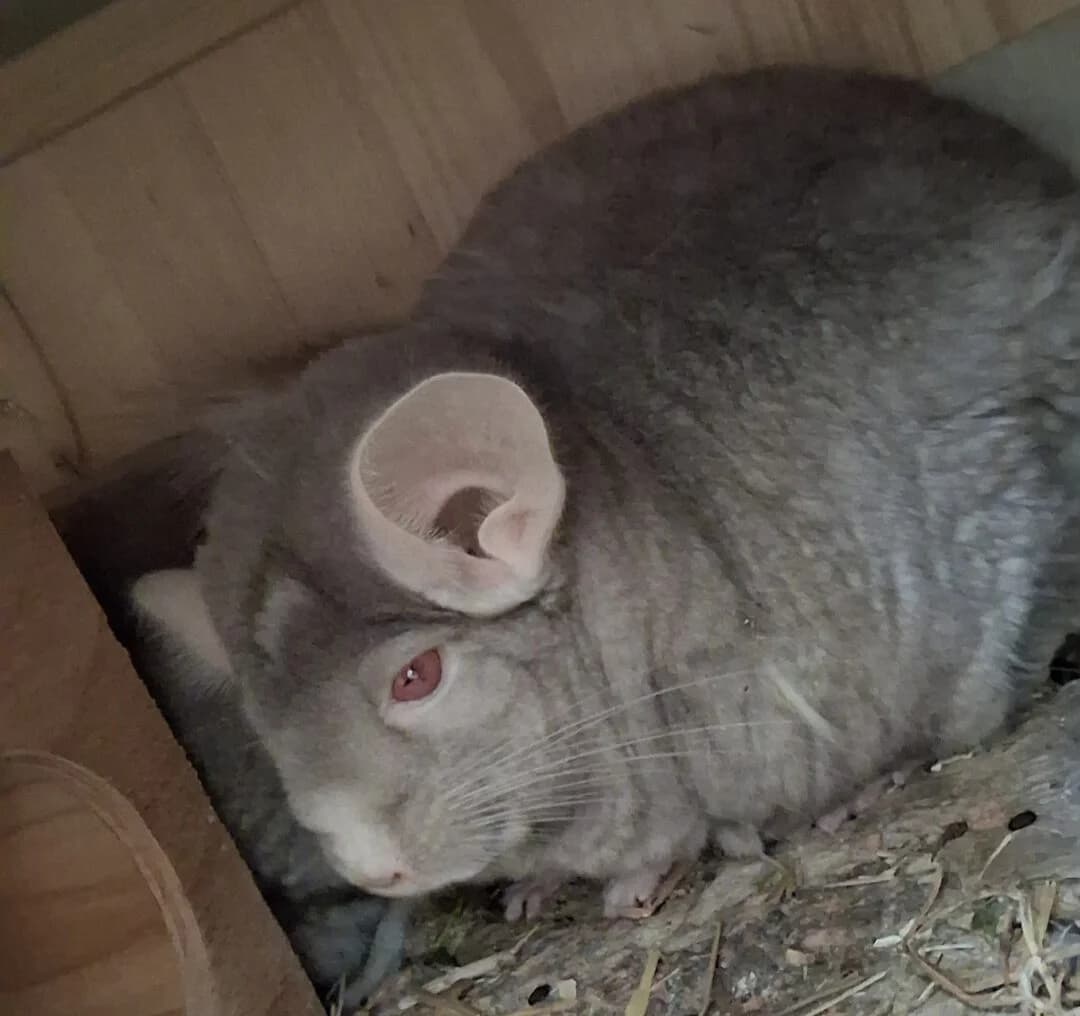 Chinchillas, female senior Chinchilla for adoption at Ria-Nickel-Tierheim Homburg