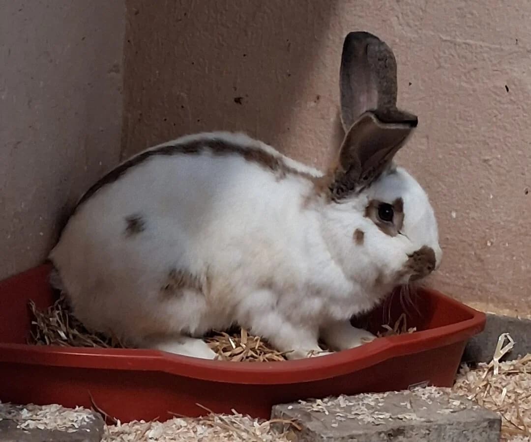 Carlo, male mixed breed for adoption at Ria-Nickel-Tierheim Homburg