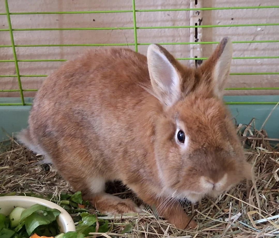 Sunny, female 3yo mixed breed for adoption at Ria-Nickel-Tierheim Homburg