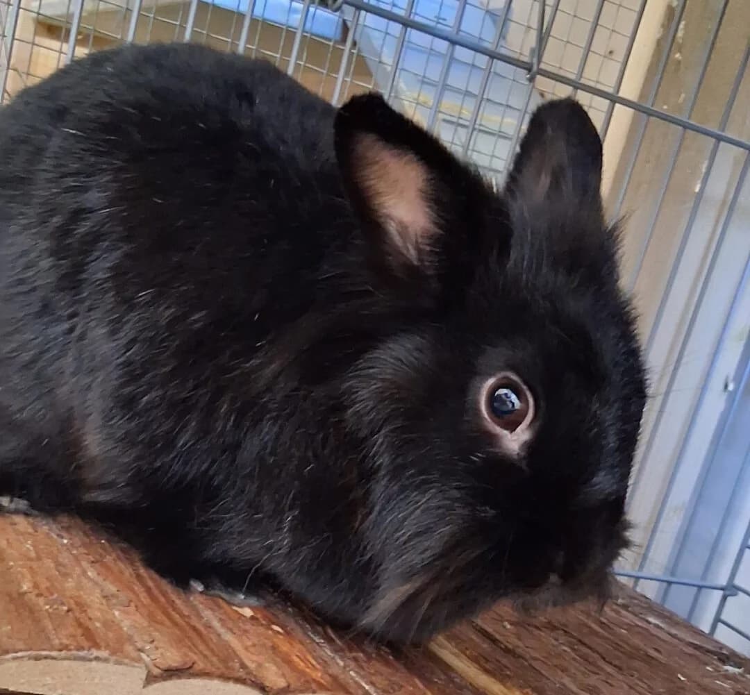 Ferdi + Franzi, female mixed breed for adoption at Ria-Nickel-Tierheim Homburg