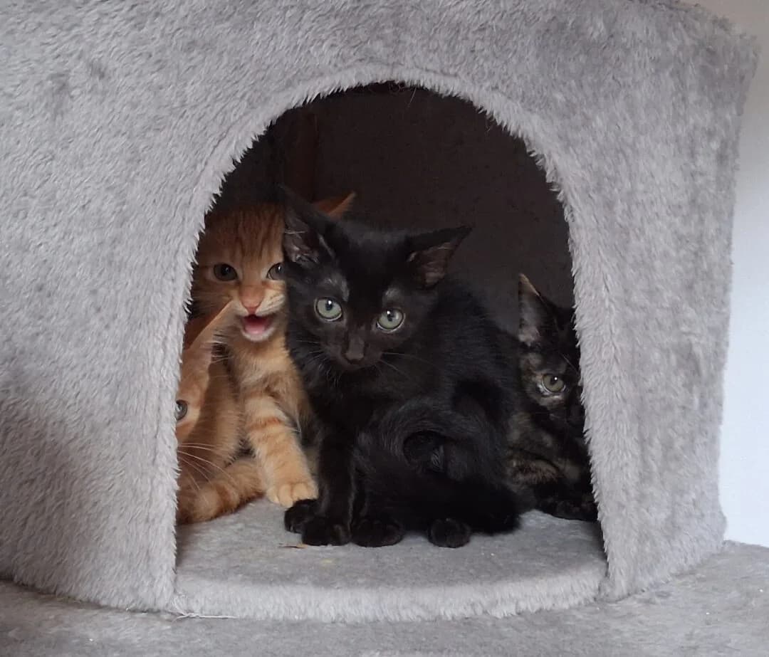(momentan keine Vermittlung) Lilly, Tora, Maxi, Flori, female puppy mixed breed for adoption at Ria-Nickel-Tierheim Homburg