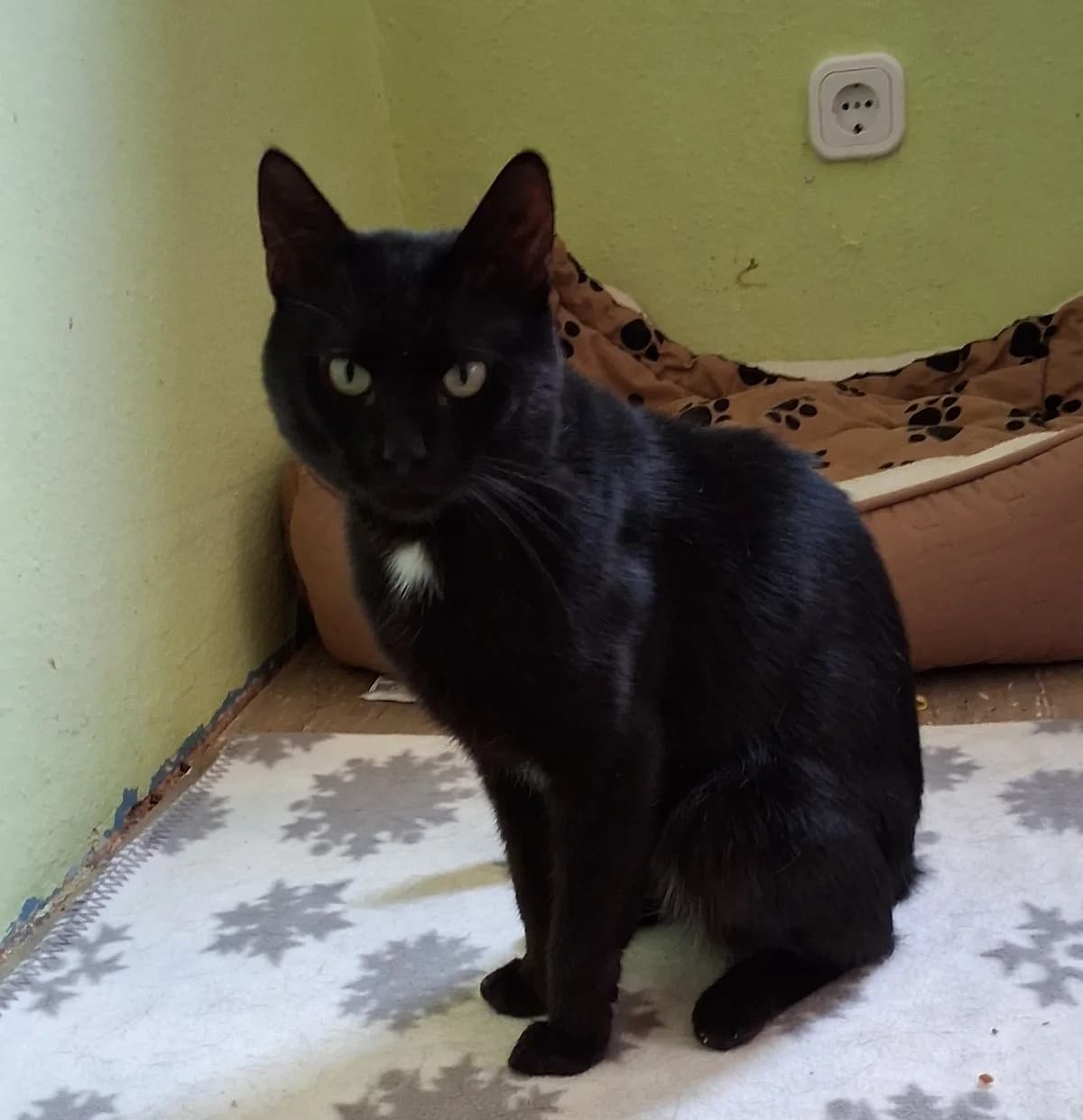 Hershel, male young mixed breed for adoption at Ria-Nickel-Tierheim Homburg