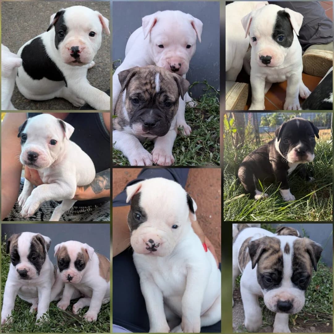 Welpen, female puppy English Bulldog for adoption at Ria-Nickel-Tierheim Homburg