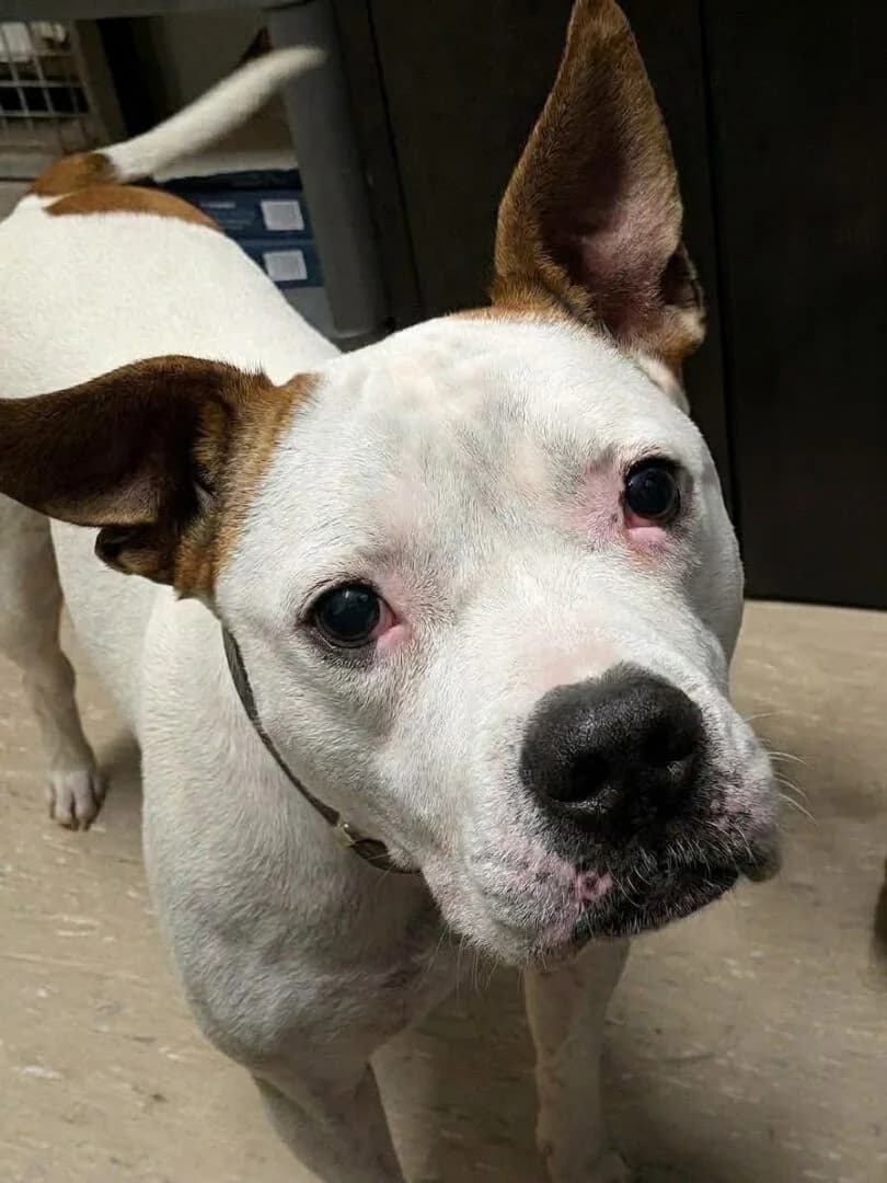 Bambam, male 5yo English Bulldog for adoption at Ria-Nickel-Tierheim Homburg