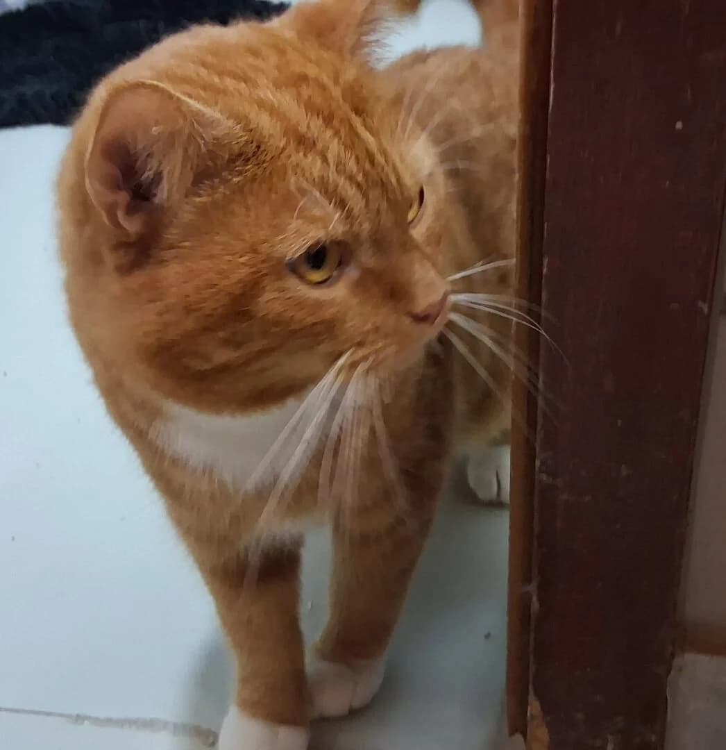 Garfield, male 3yo mixed breed for adoption at Ria-Nickel-Tierheim Homburg