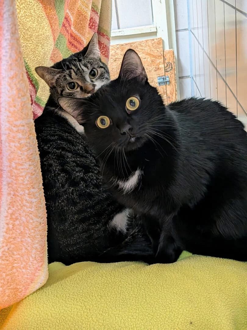Elvis, male 3yo mixed breed for adoption at Ria-Nickel-Tierheim Homburg