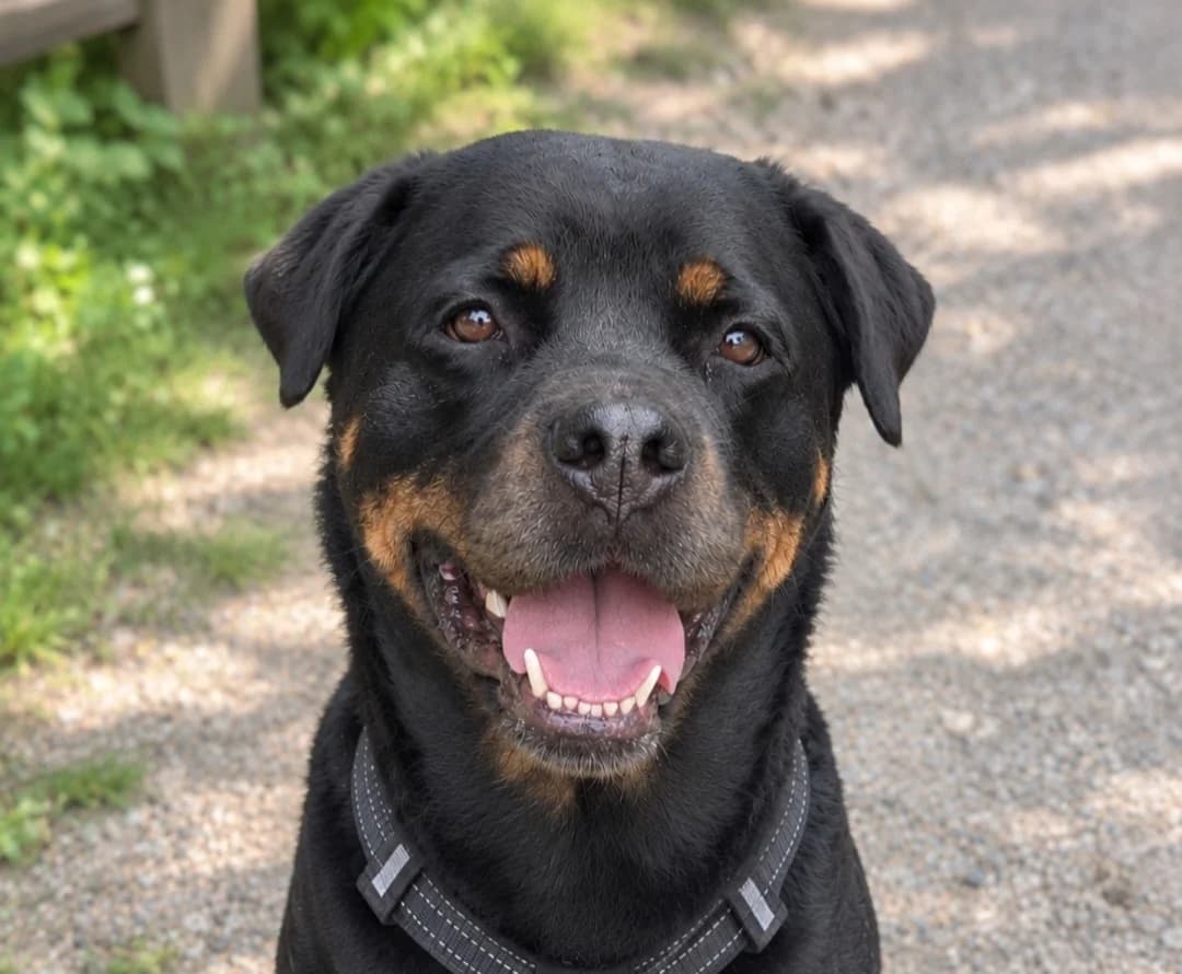 Rosalie, female 6yo Rottweiler for adoption at Ria-Nickel-Tierheim Homburg