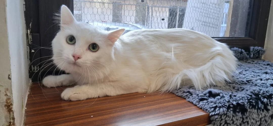 (Vermittlung ab 04.11.) Socke, male young Maine Coon for adoption at Ria-Nickel-Tierheim Homburg