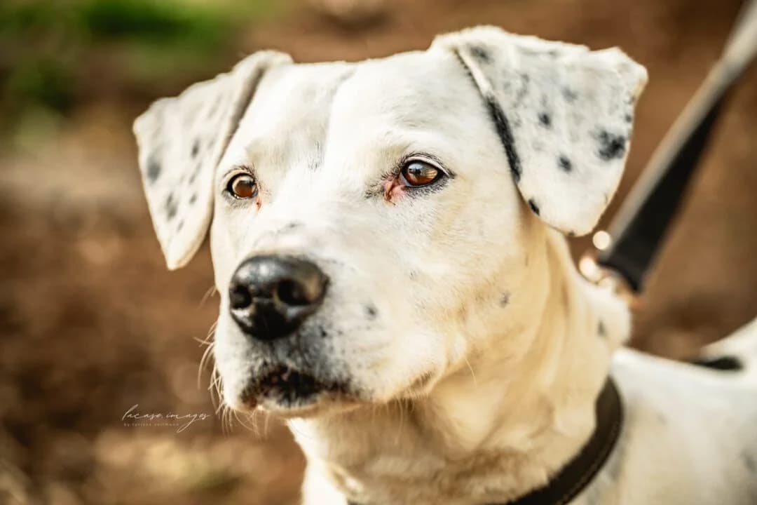 Findus, male senior mixed breed for adoption at Ria-Nickel-Tierheim Homburg, Homburg/Saar