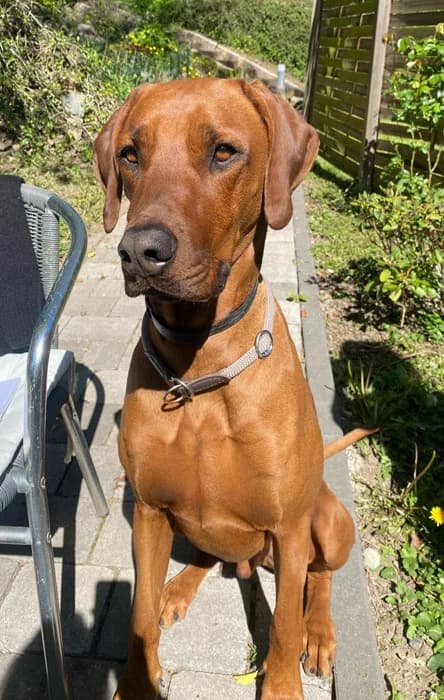 Artur, male Rhodesian Ridgeback for adoption at Rhodesian Ridgeback in Not, Lübeck