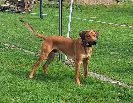 Bodo, male Rhodesian Ridgeback for adoption at Rhodesian Ridgeback in Not, Lübeck