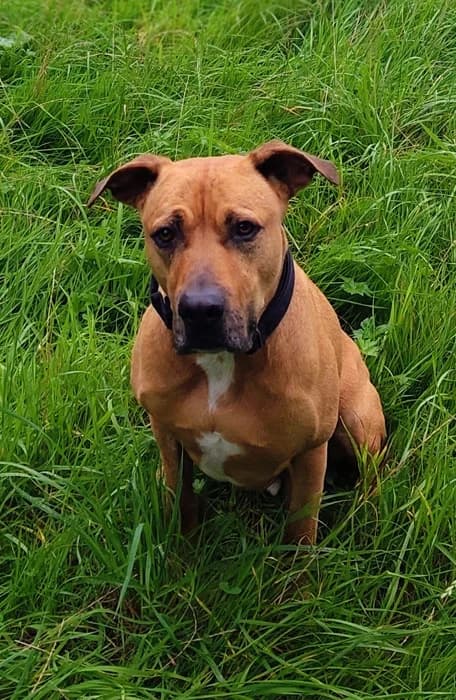 Jupp, male Rhodesian Ridgeback for adoption at Rhodesian Ridgeback in Not, Lübeck