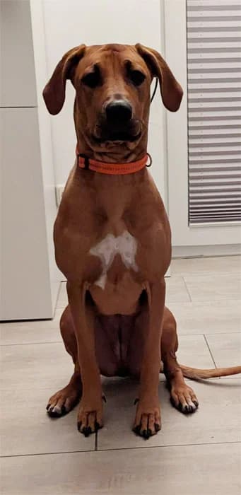 Kaya, female Rhodesian Ridgeback for adoption at Rhodesian Ridgeback in Not, Lübeck